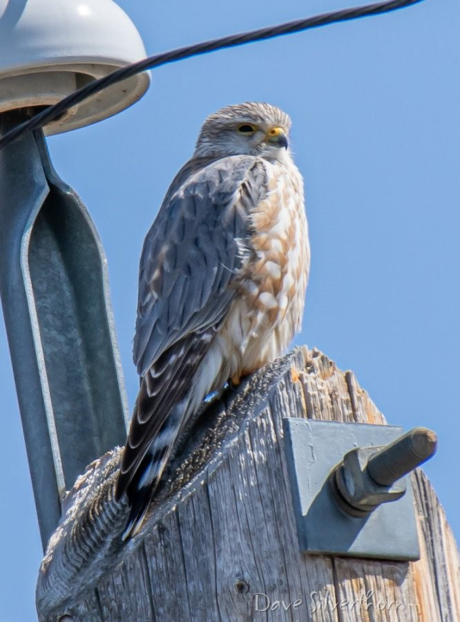 Merlin Falcon