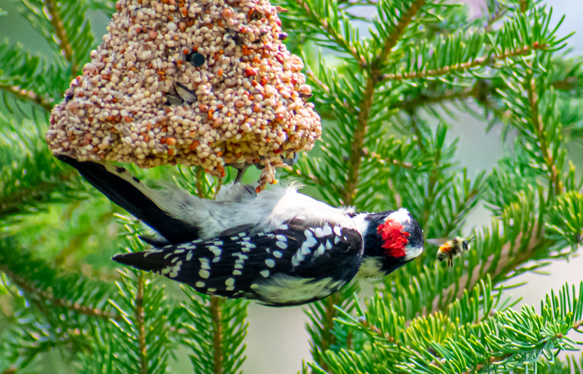 The Bird and the Bee