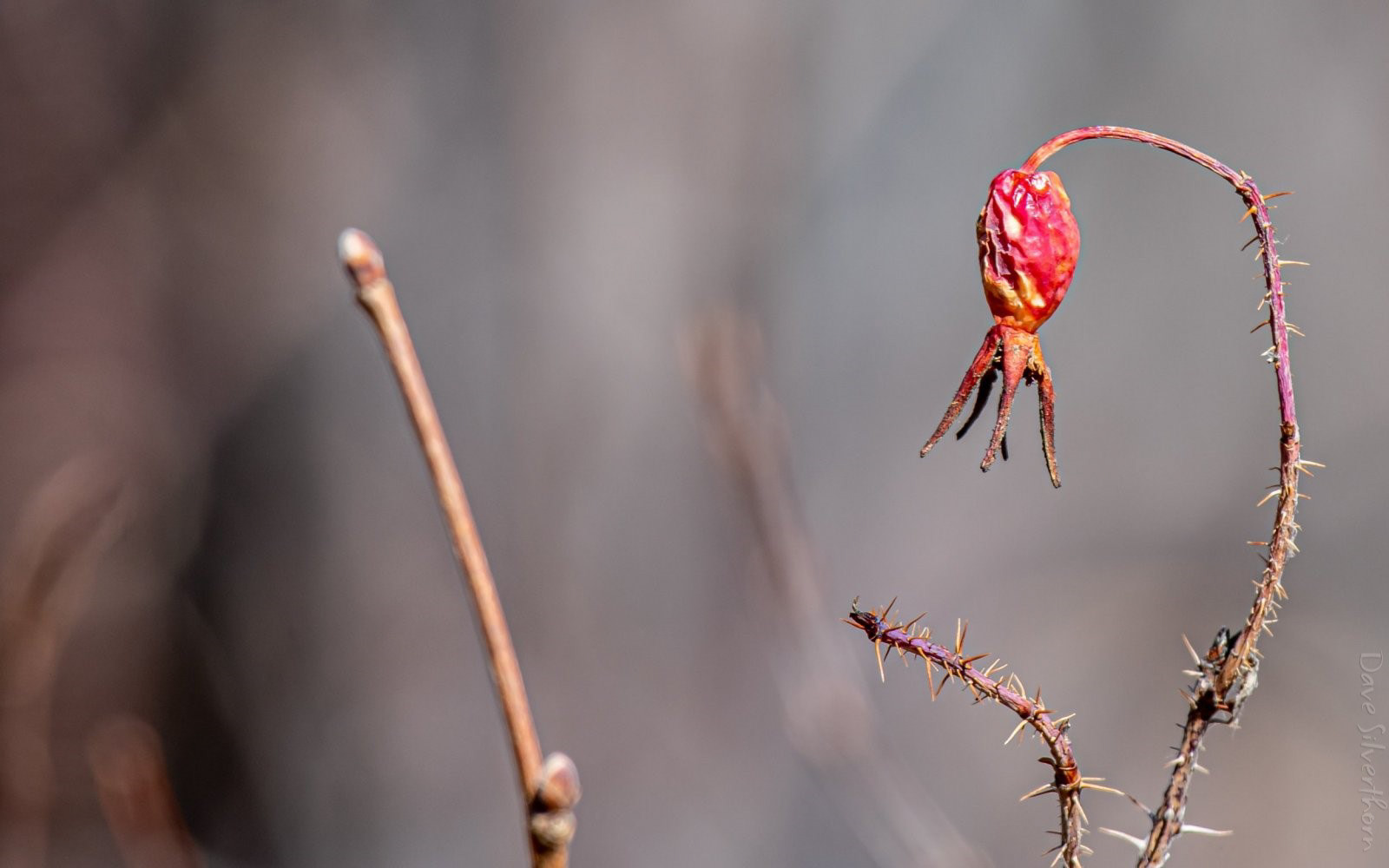 Alberta Wild Rose Hip