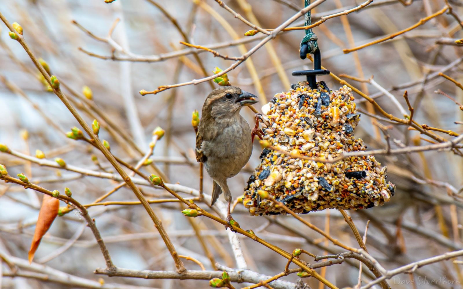 Kung Fu House Sparrow