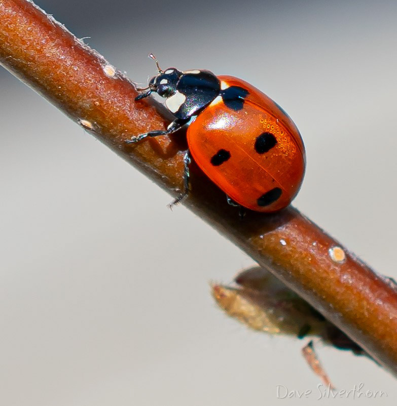 Ladybug