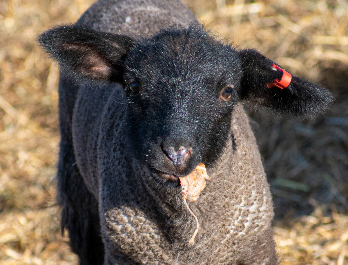 Black sheep of the family.