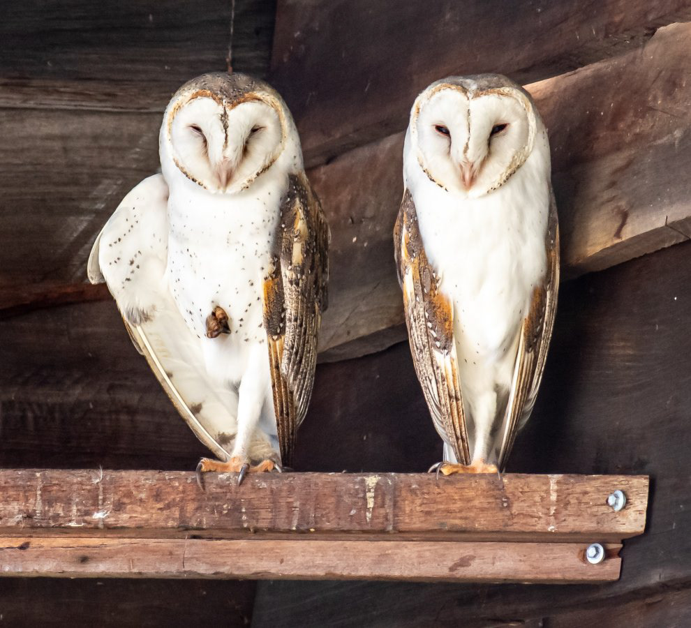 Australian barn owl
