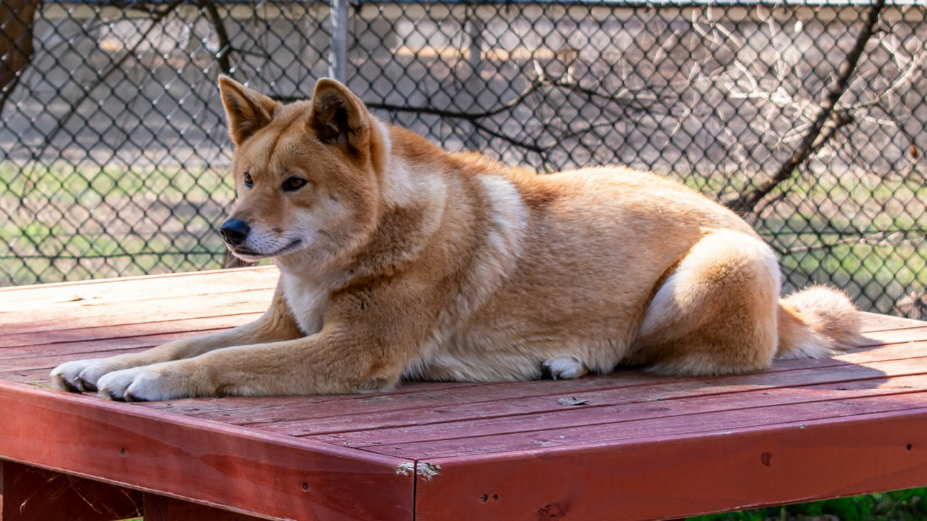 Dingo