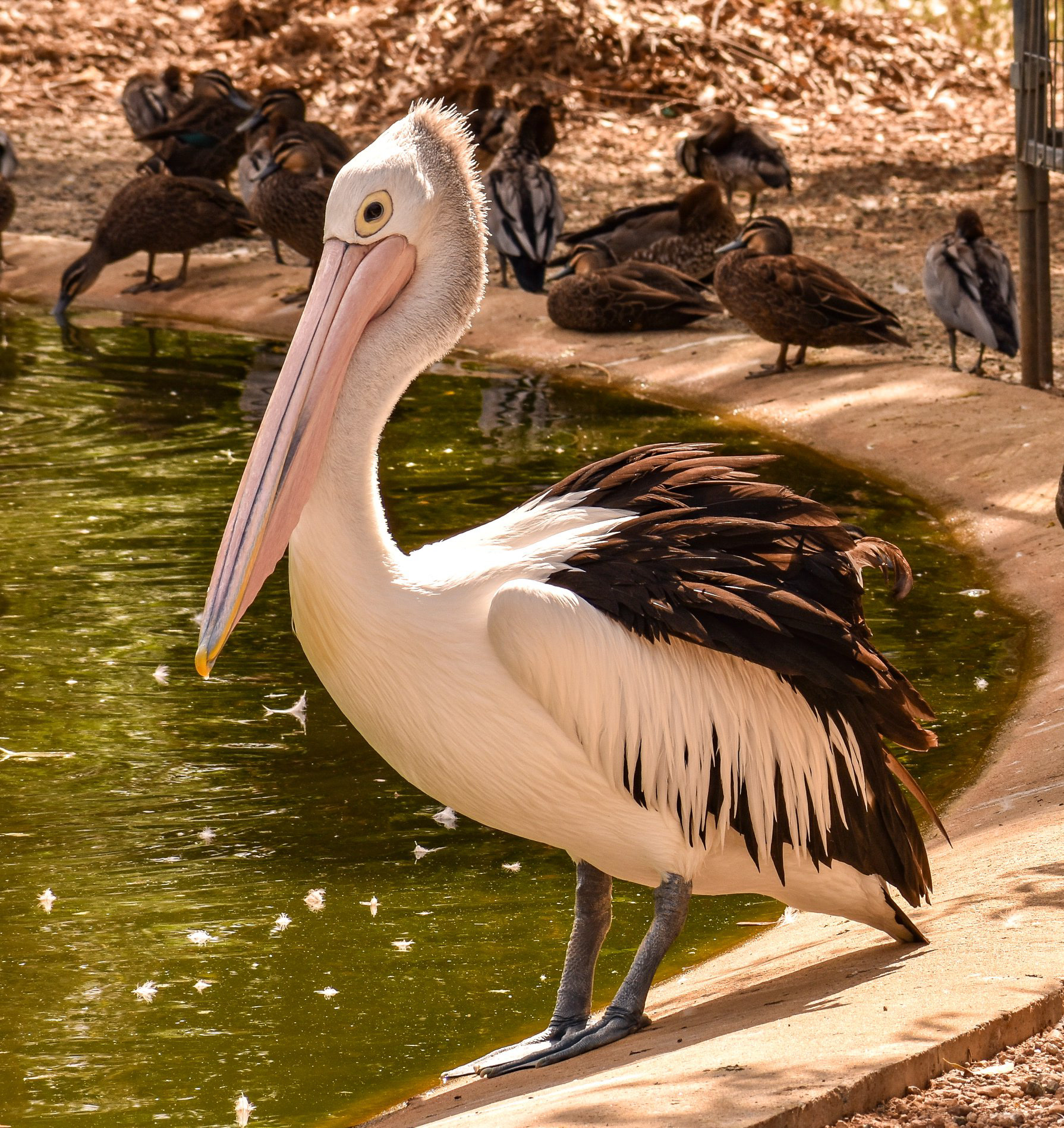 Australian Pelican