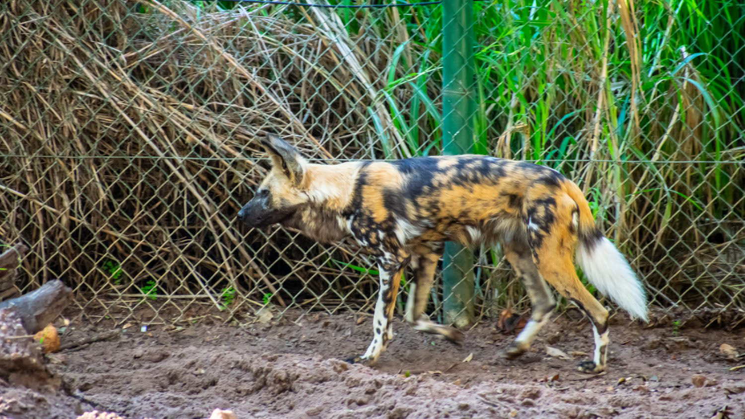 African Painted Dog