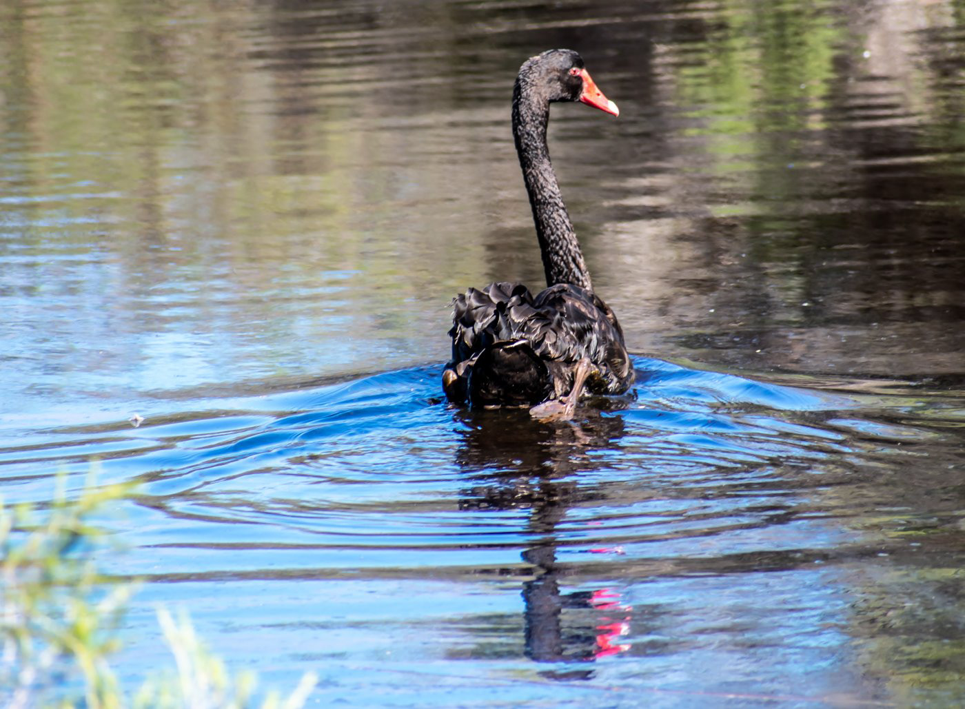 Black Swan