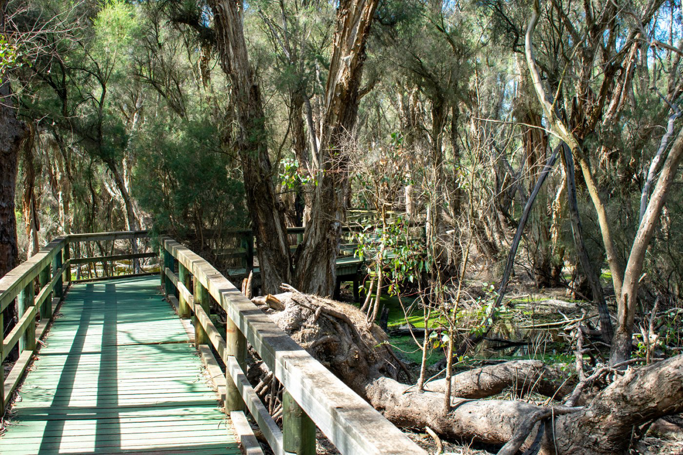 Boardwalk to bird hide. Spectacles Lakes