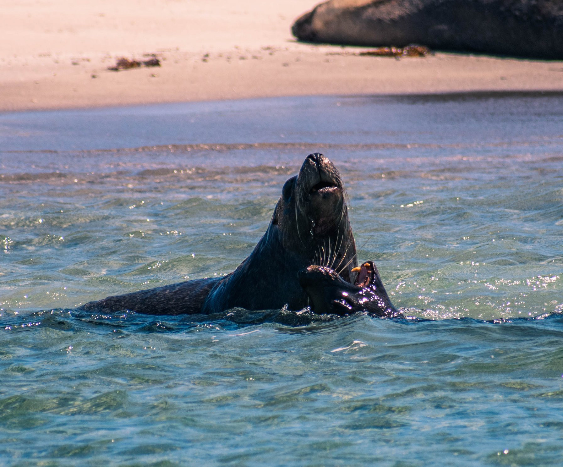 Seal Lions playing.