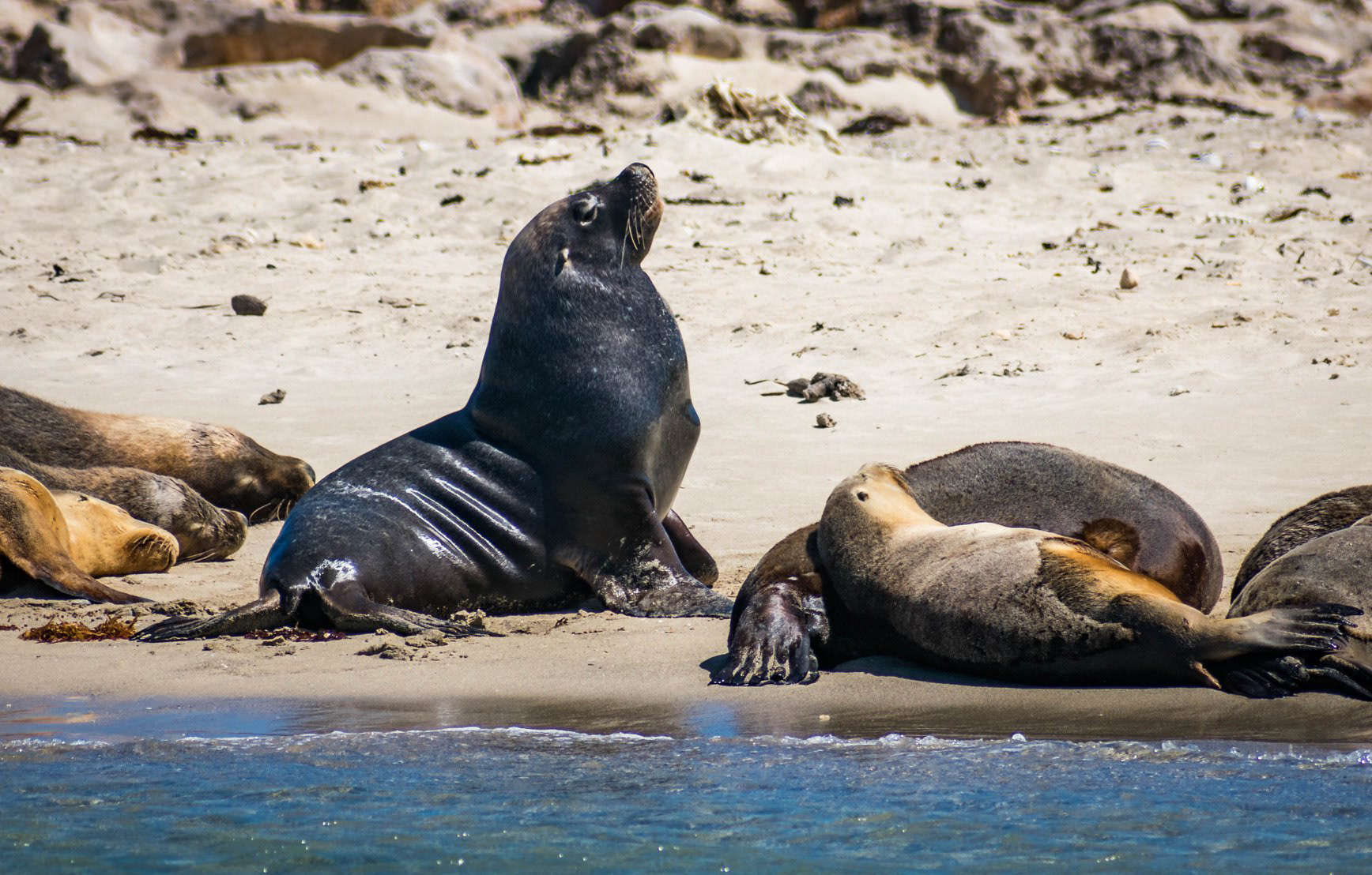 Sea Lions sunning on the beach at Seal Island.
