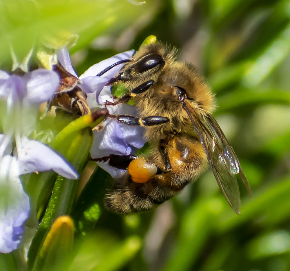 You can see the yellow pollen sacs on the bees legs.