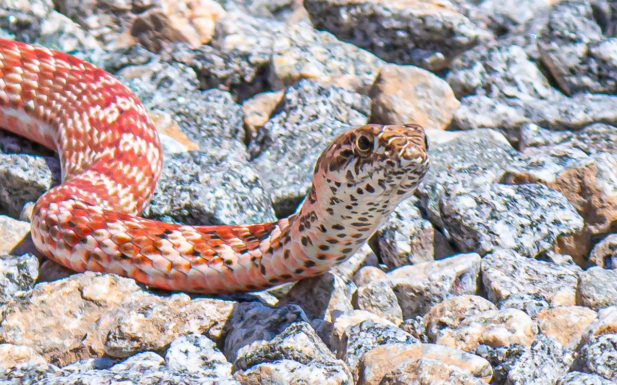 Coachwhip snake. (See notes below)