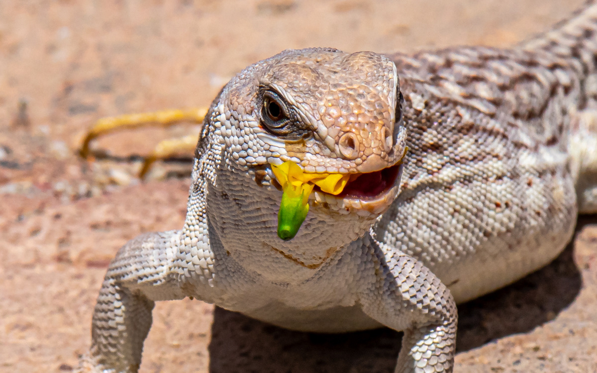 Desert Iguana.