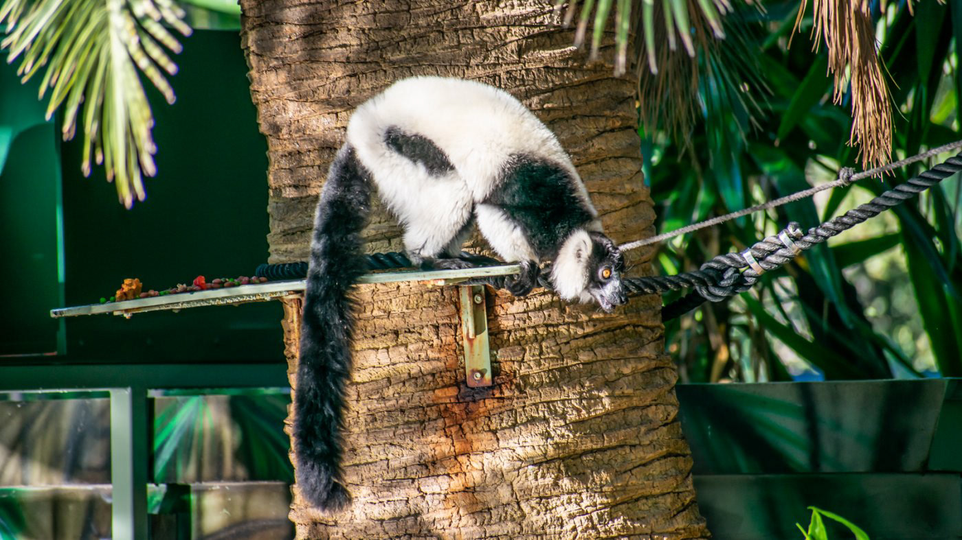Black and White Ruffed Lemur