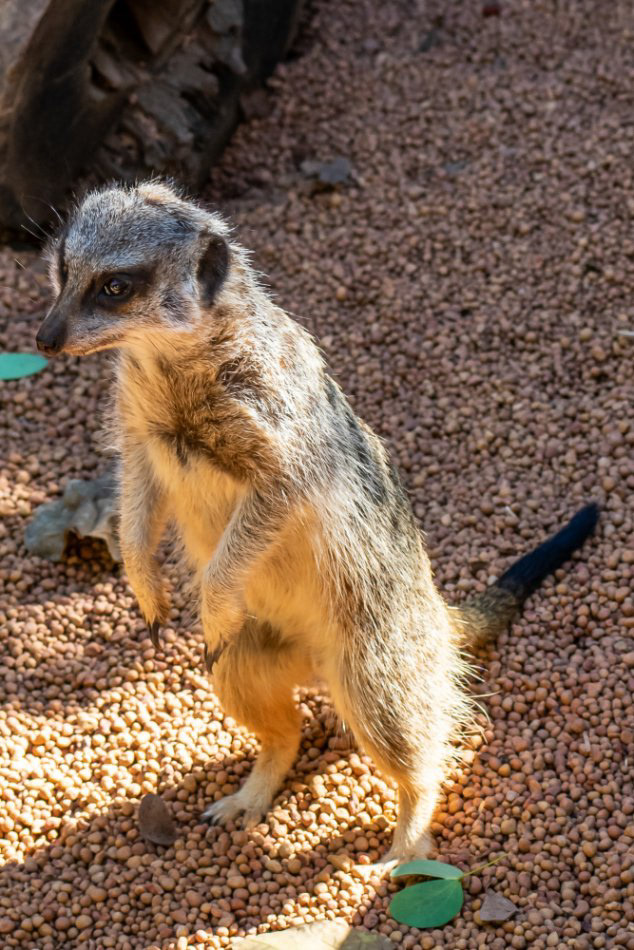 Slender Tailed Meerkat