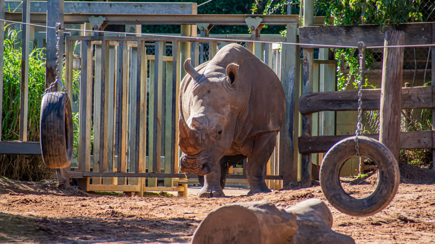 Southern White Rhinoceros