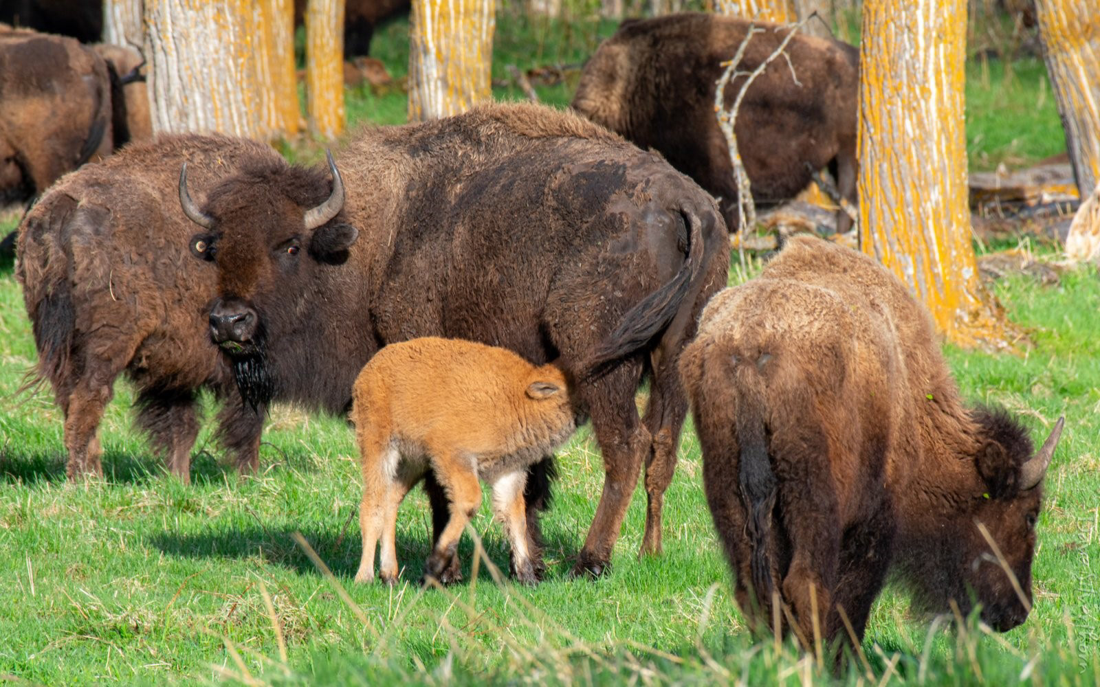 Plains Bison
