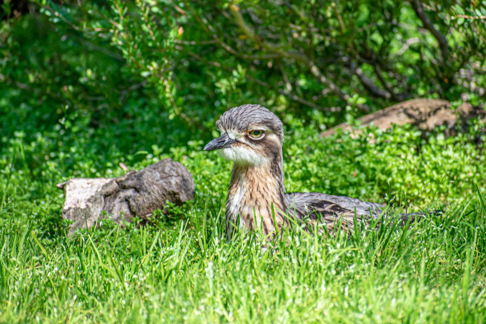 Stone Curlew