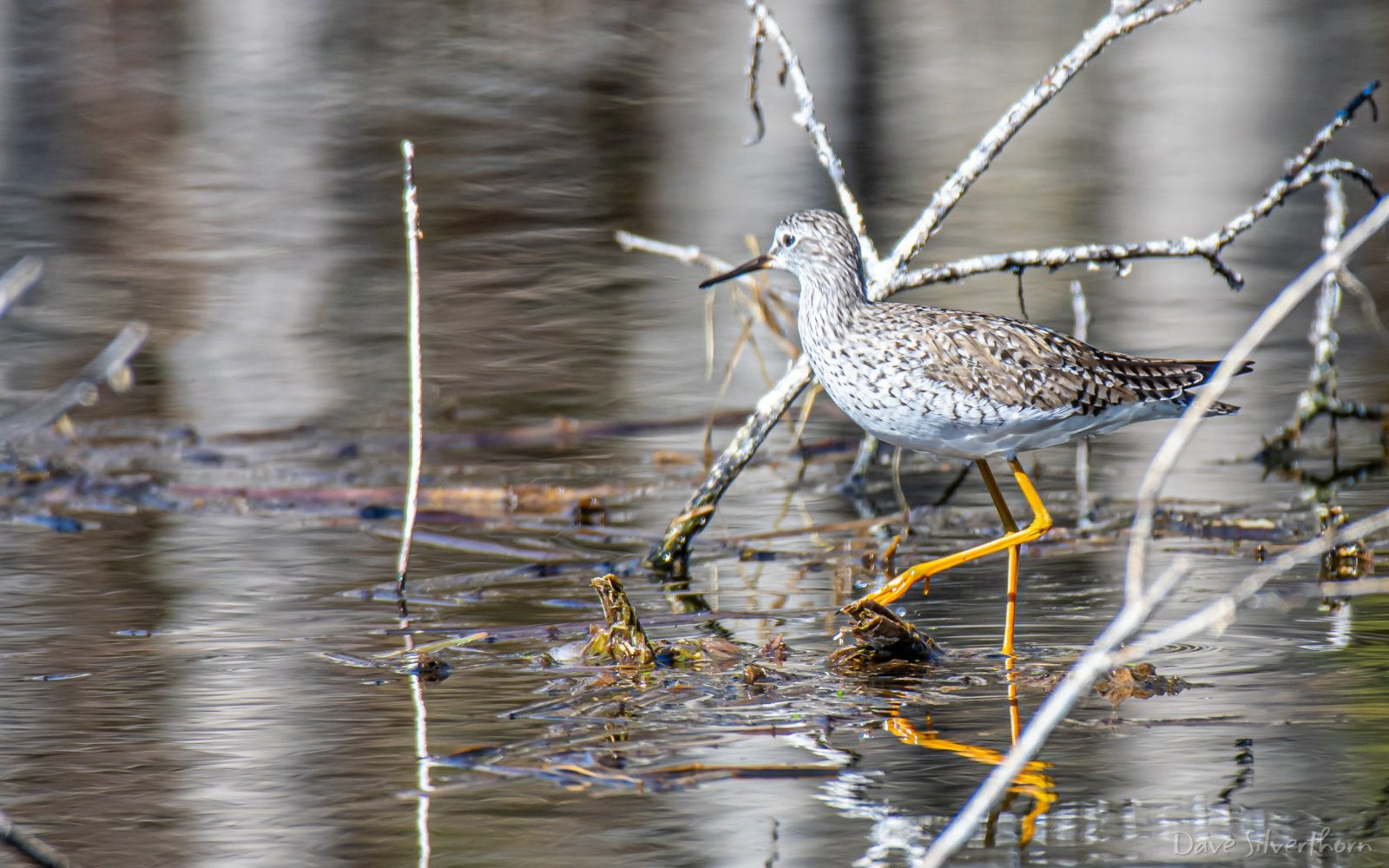 Sandpiper (Lesser Yellowlegs)