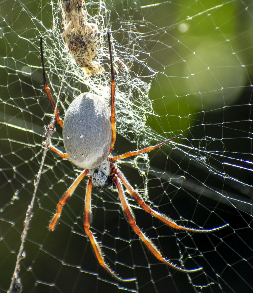 Golden Orb Weaving Spiders (see notes below gallery)