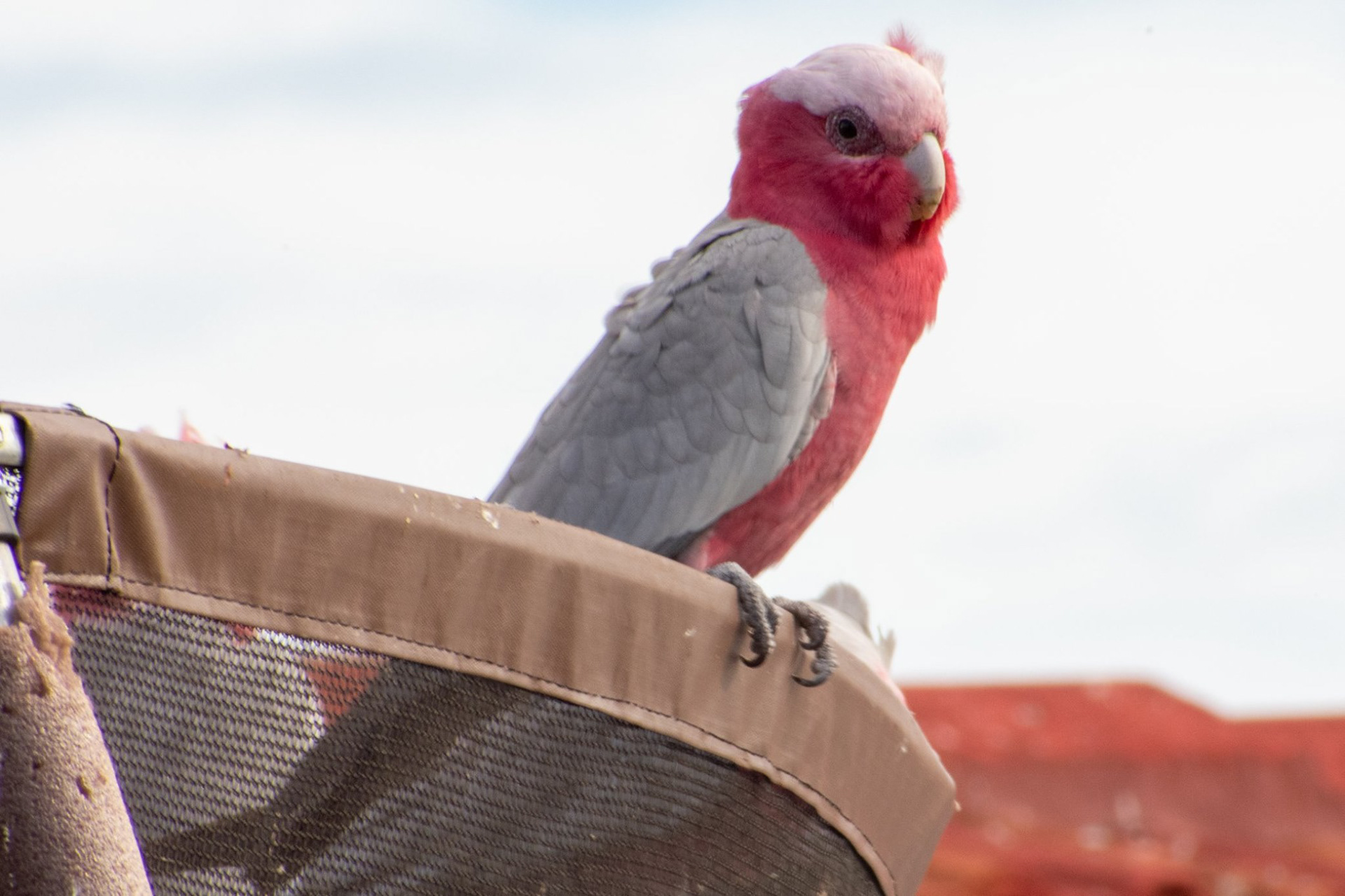 Galah