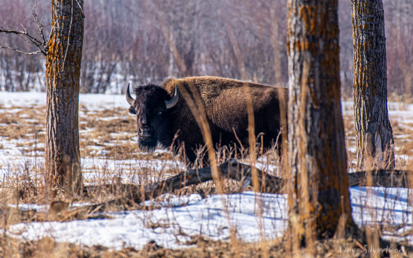 Plains Bison