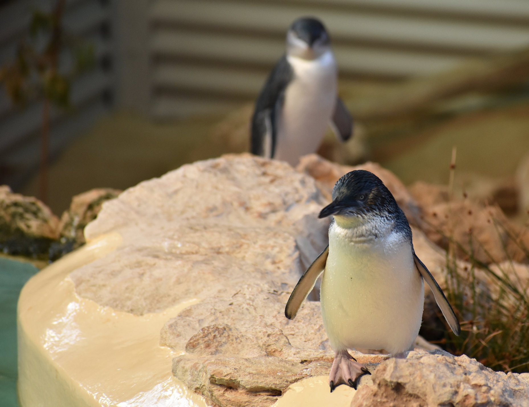 Little Penguins