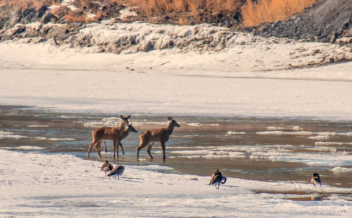 3 Young Deer (300 yards)