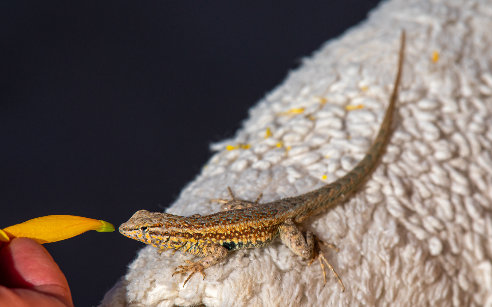 Common Sideblotched Lizard