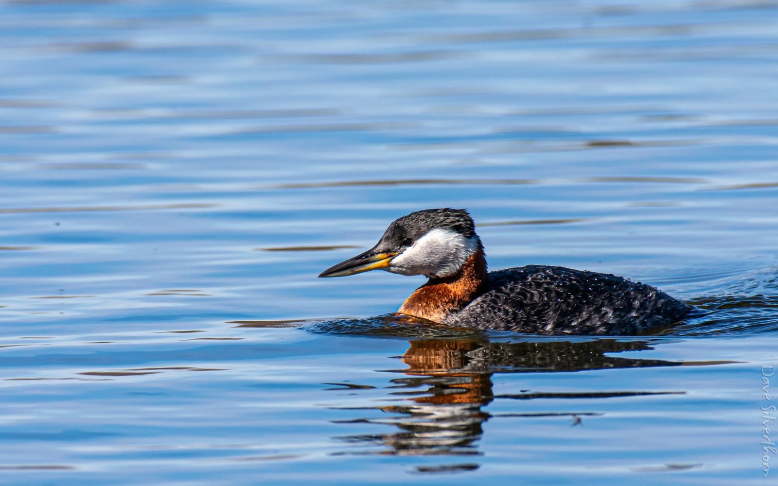 Red-necked Grebe