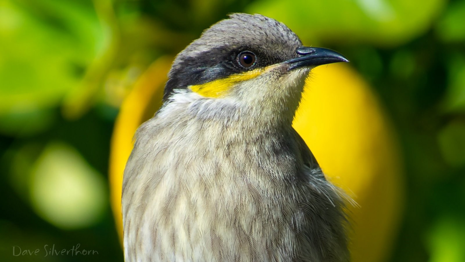 Brown Honeyeater