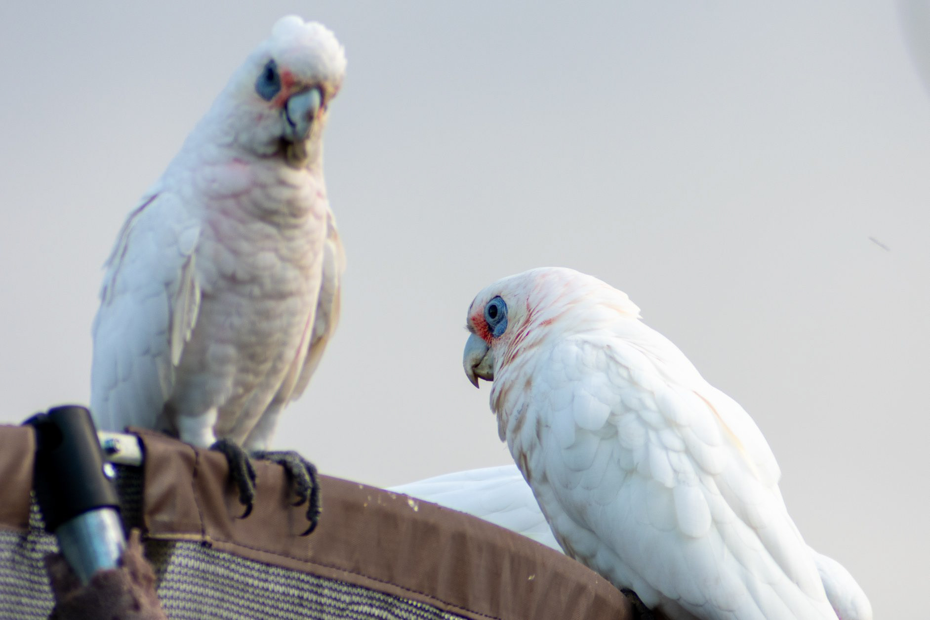 Corellas