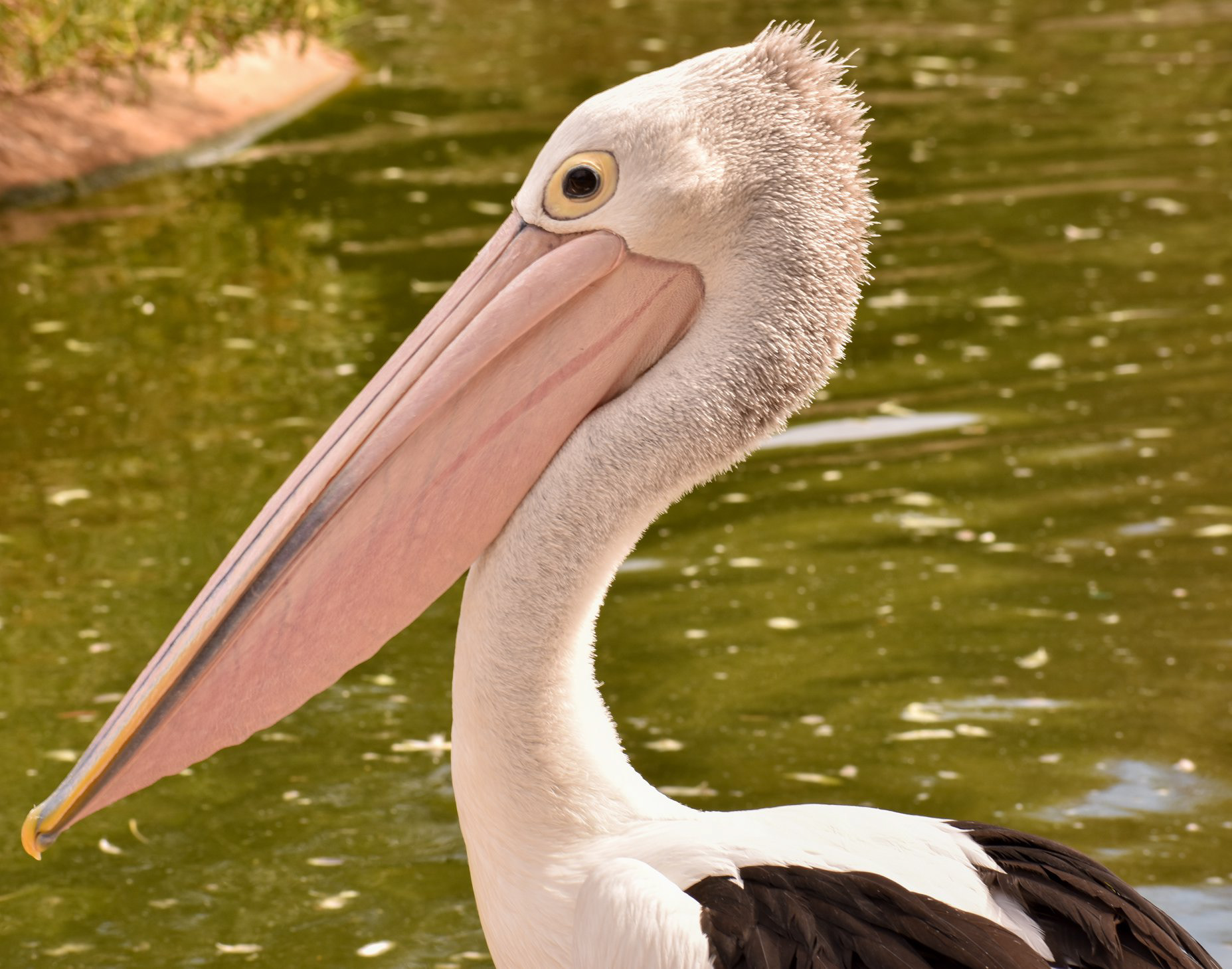 Australian Pelican