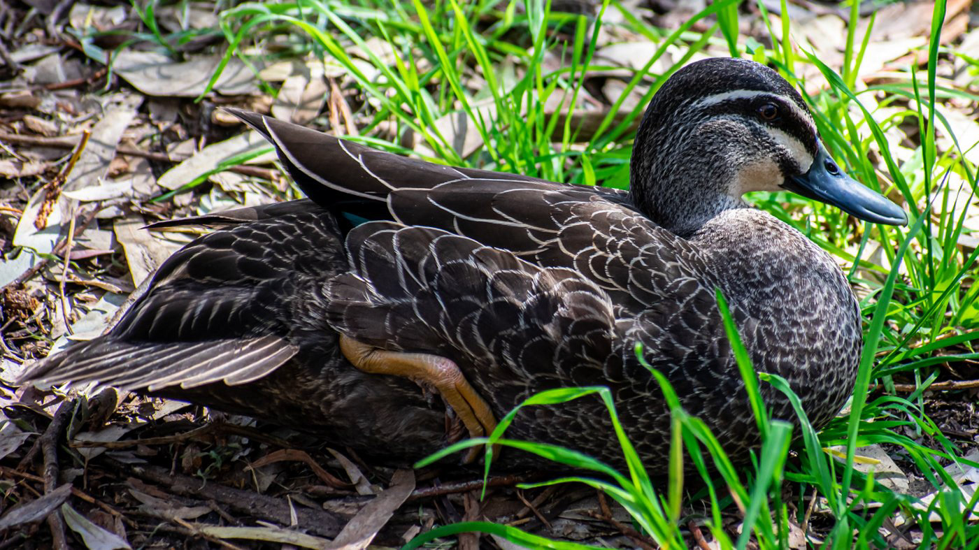 Pacific black duck