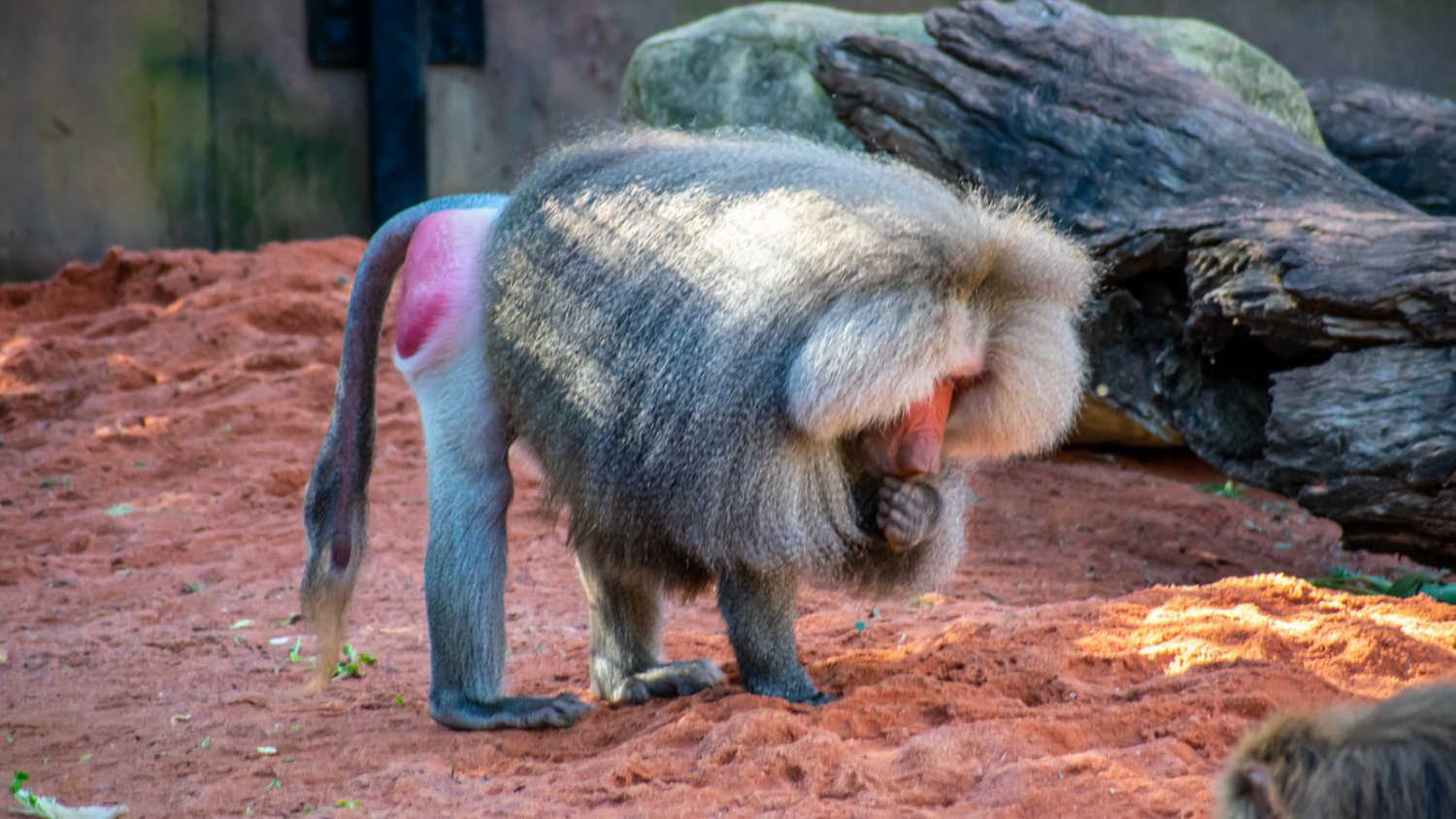 Hamadryas Baboon