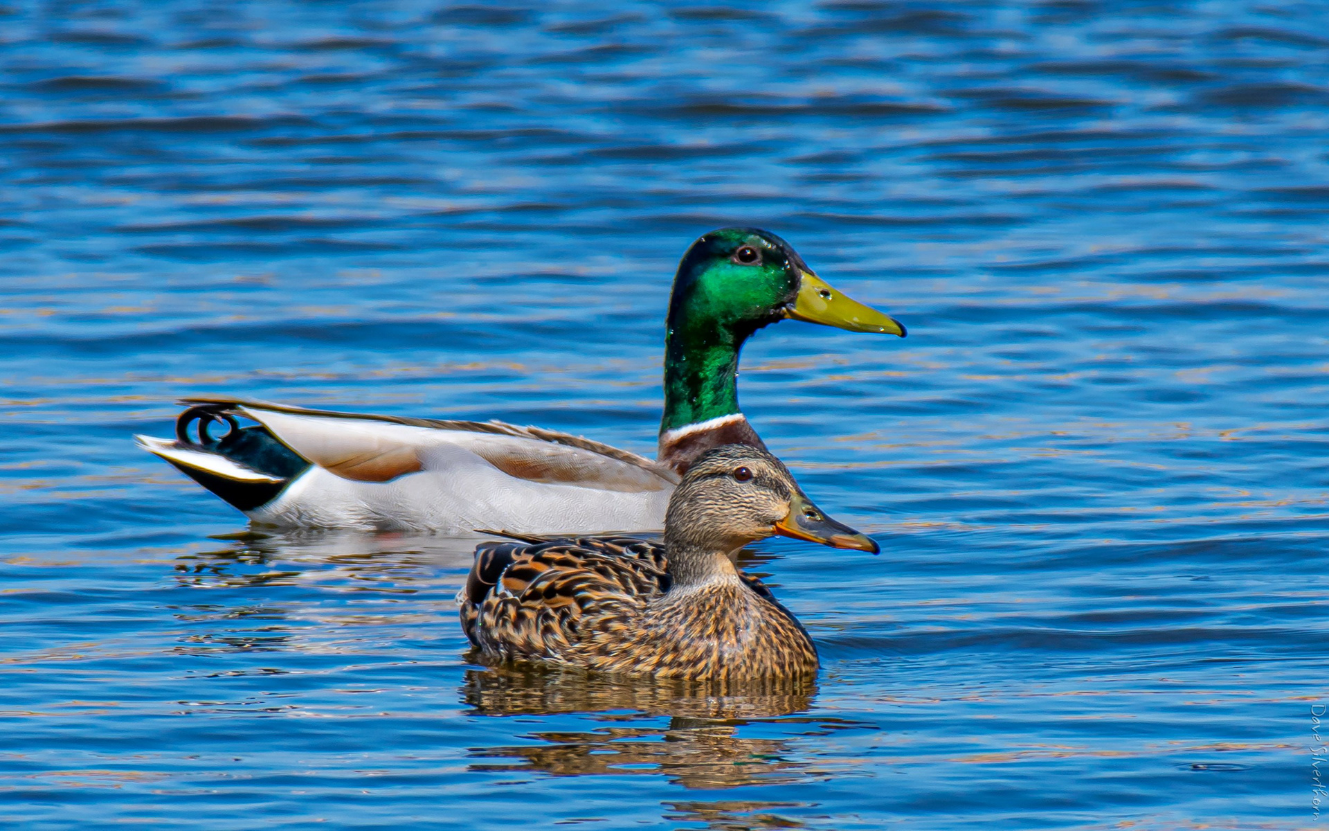 Male and Female Mallard