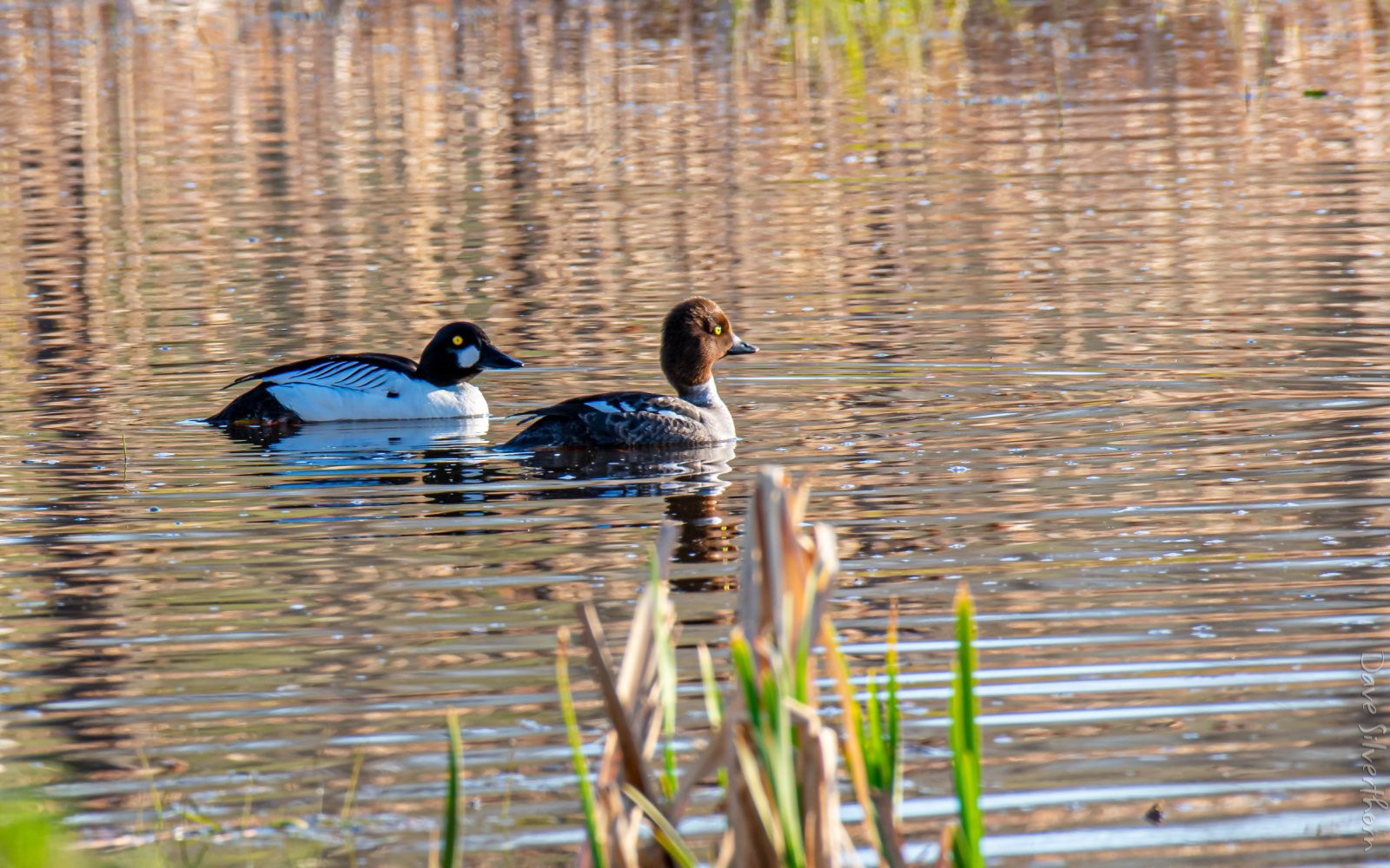 Common Goldeneye Duck