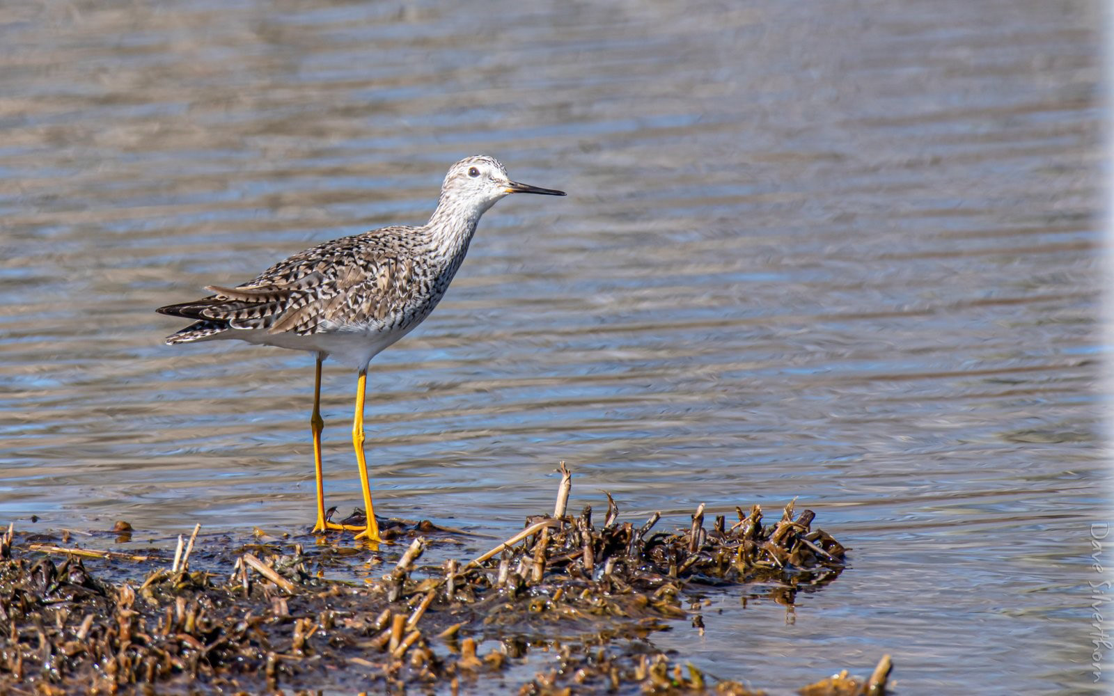 Sandpiper (Lesser Yellowlegs)