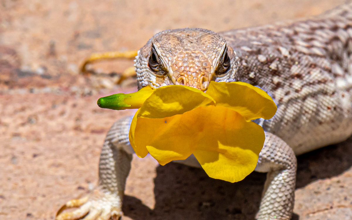 Desert Iguana.