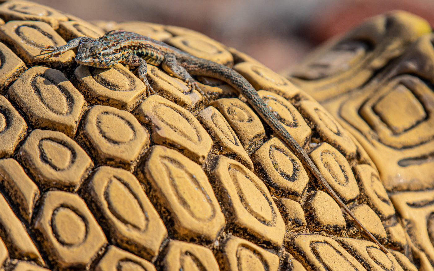 Common Sideblotched Lizard soaking up the sun.