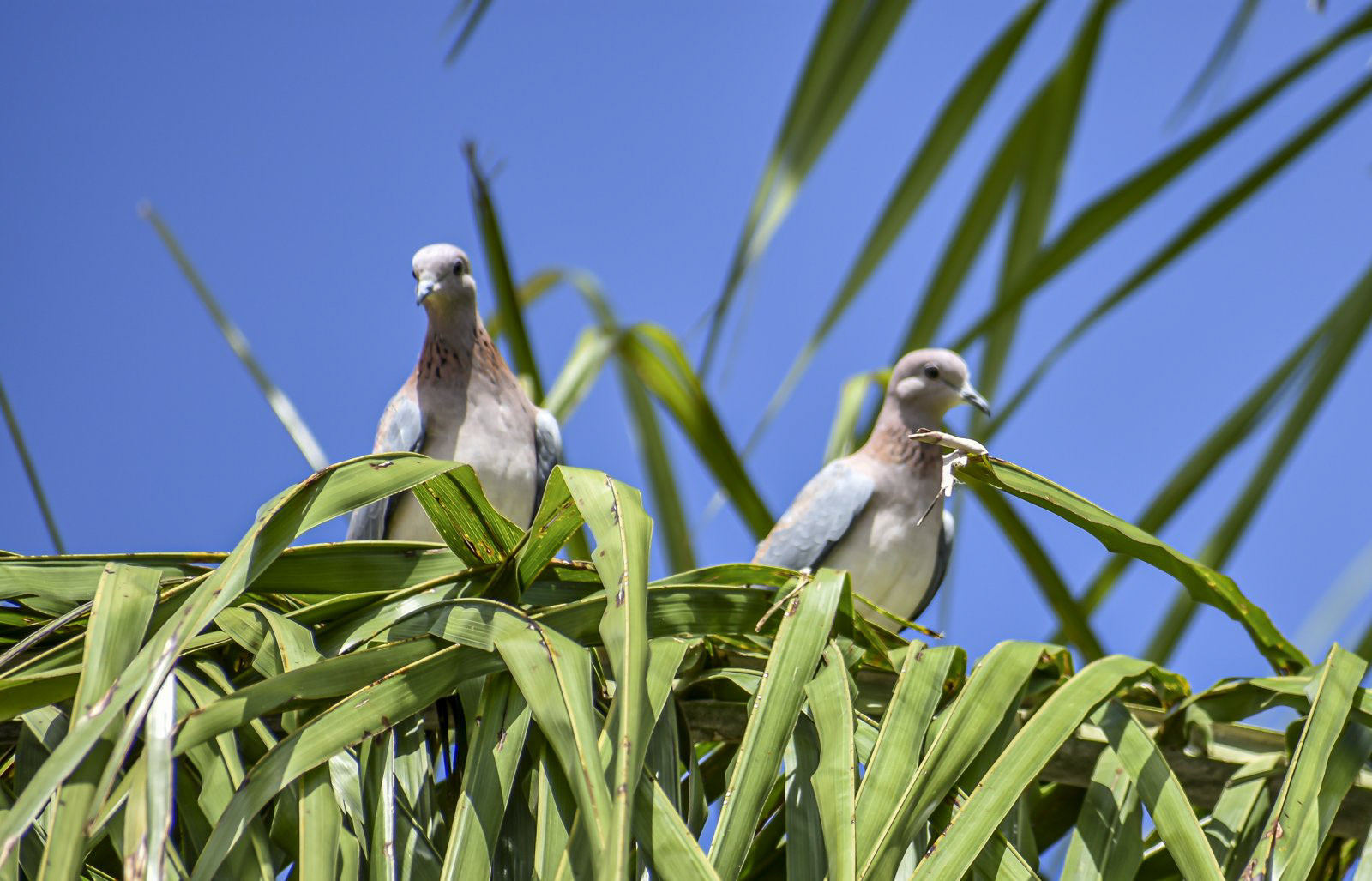 Australian Laughing Dove