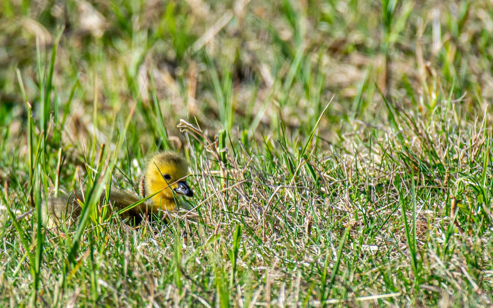 Canada Goose (Gosling)