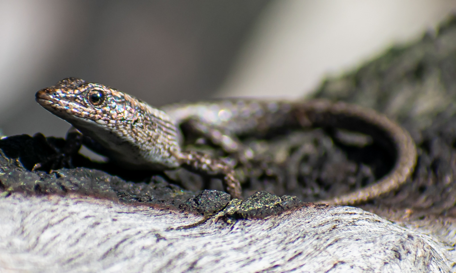 Metallic Skink. (He's about the size of your baby finger.)