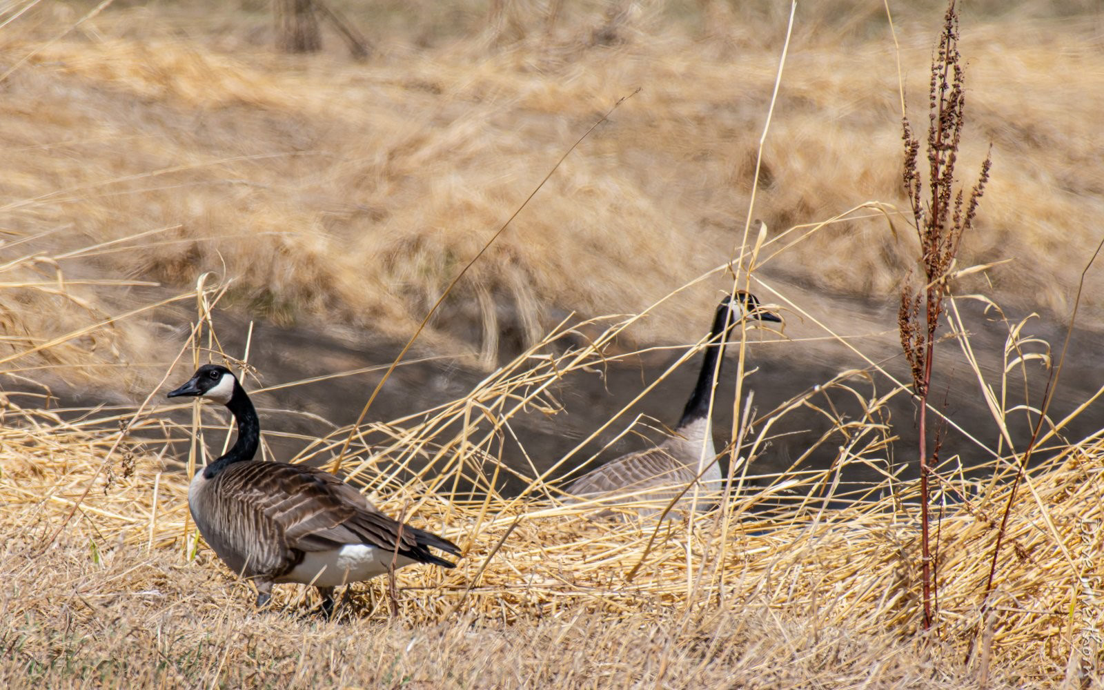 Canada Goose