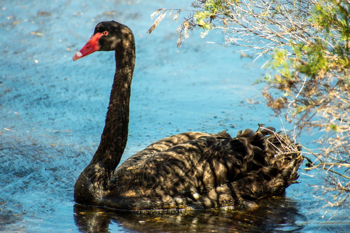 Black Swan