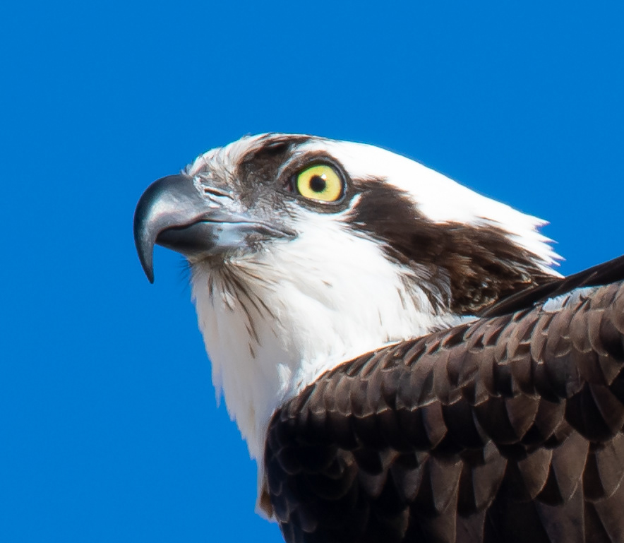 Osprey