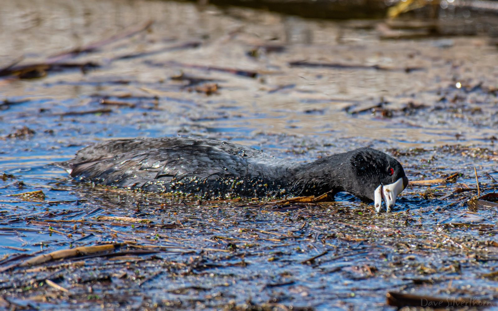 American Coot (Mud Hen)