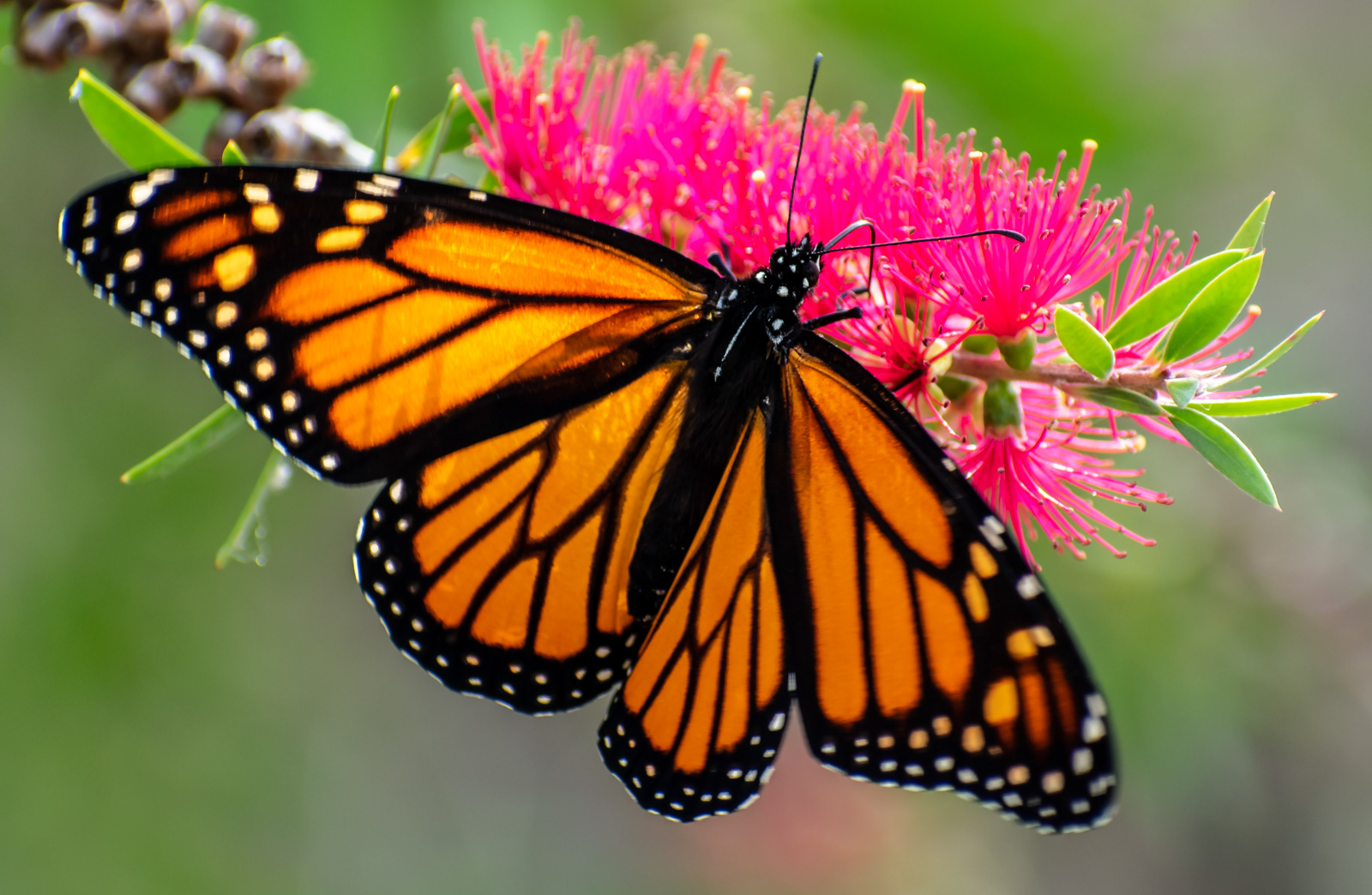 Monarch Butterfly