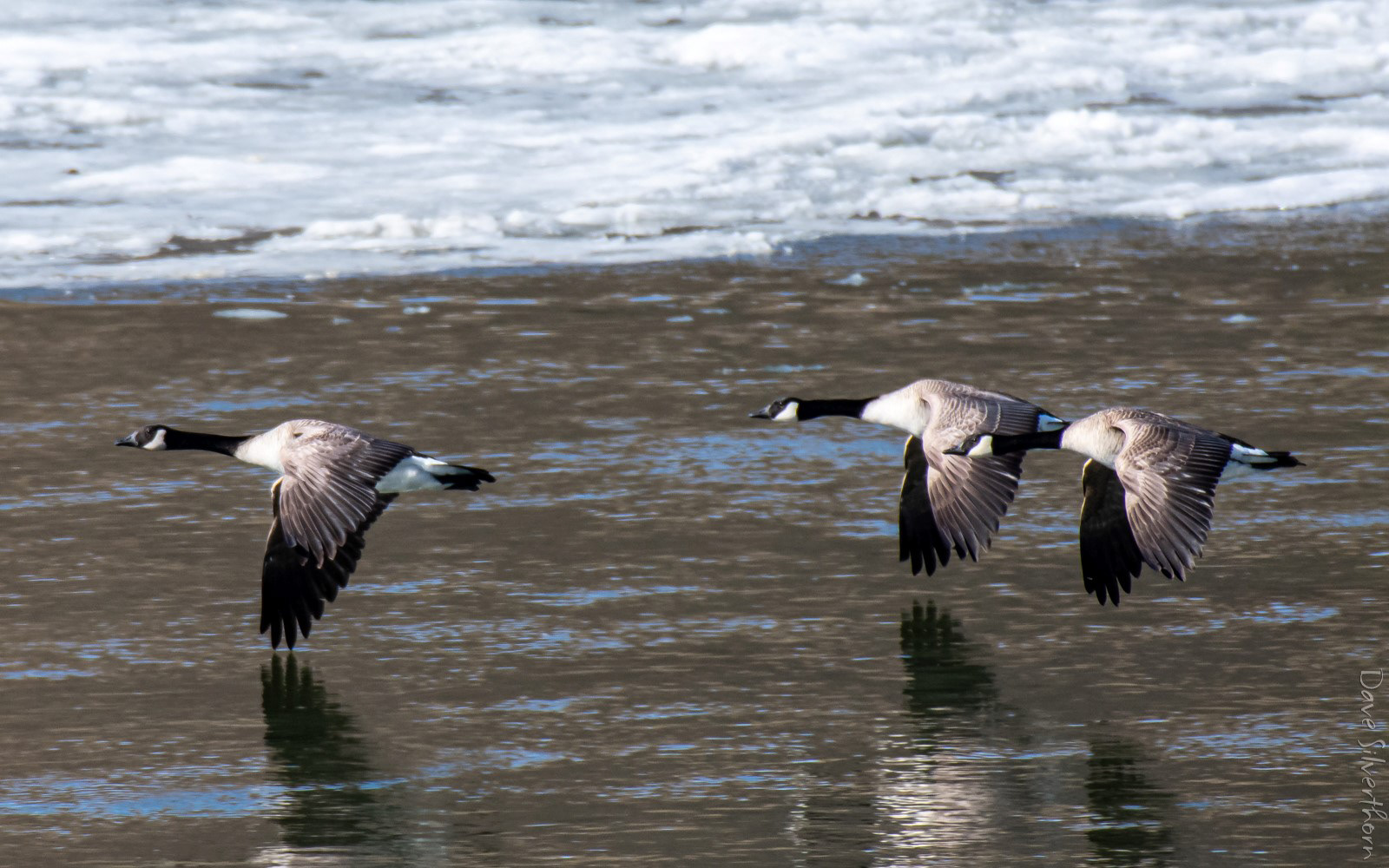 Canada Goose