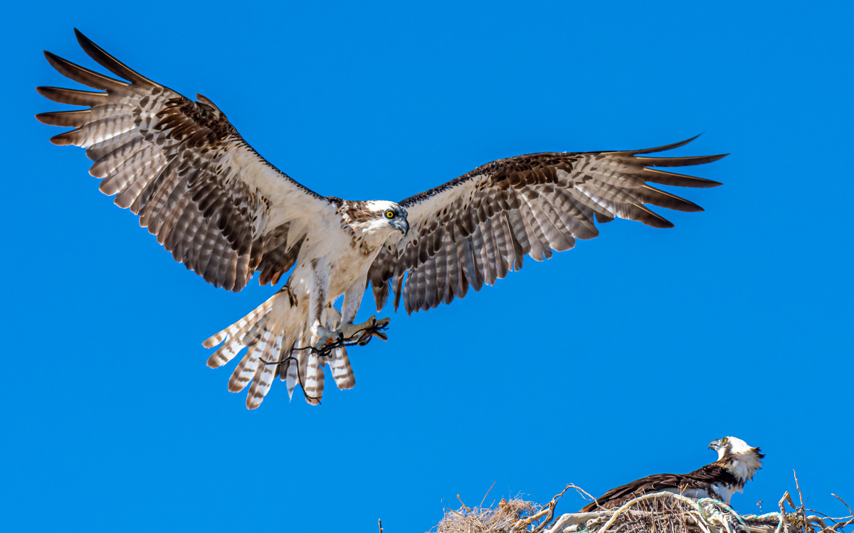 Osprey building a nest.